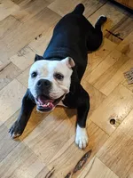 Trudy, a female English Bulldog for sale in West Salem, OH – 4 of 10