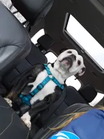 Trudy, a female English Bulldog for sale in West Salem, OH – 5 of 10