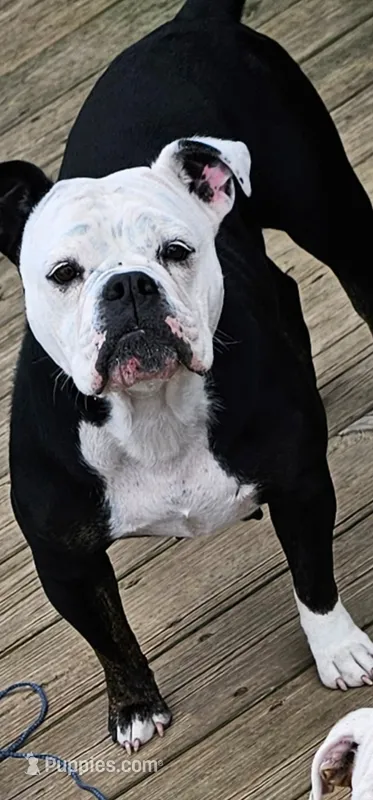 Trudy – English Bulldog puppy for sale in West Salem, OH