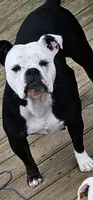Trudy, a female English Bulldog for sale in West Salem, OH – 1 of 10