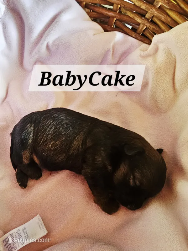 BabyCake – Havanese puppy for sale in Millersburg, IN