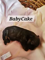 BabyCake, a female Havanese for sale in Millersburg, IN – 1 of 1