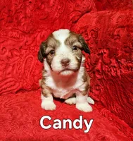 Candy, a female Havanese for sale in Millersburg, IN – Photo 5 of 9