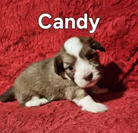 Candy, a female Havanese for sale in Millersburg, IN – Photo 7 of 9