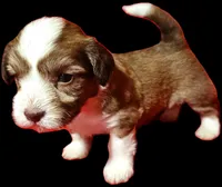 Candy, a female Havanese for sale in Millersburg, IN – Photo 4 of 9