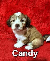 Candy, a female Havanese for sale in Millersburg, IN – Photo 2 of 9