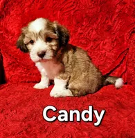 Candy, a female Havanese for sale in Millersburg, IN – Photo 3 of 9