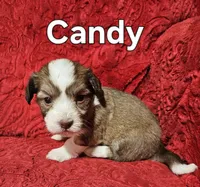 Candy, a female Havanese for sale in Millersburg, IN – Photo 6 of 9