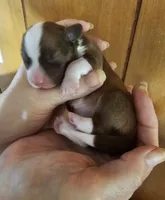 Candy, a female Havanese for sale in Millersburg, IN – Photo 8 of 9
