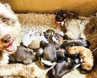 Candy, a female Havanese for sale in Millersburg, IN – Photo 9 of 9