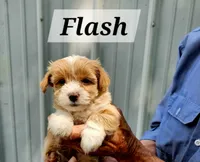 Flash, a male Havanese for sale in Millersburg, IN – 2 of 2