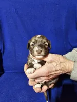 Toni, a male Havanese for sale in Millersburg, IN – Photo 2 of 5