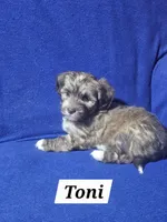 Toni, a female Havanese for sale in Millersburg, IN – 2 of 6