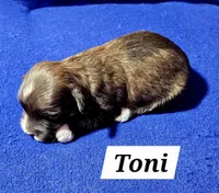 Toni, a male Havanese for sale in Millersburg, IN – Photo 2 of 3