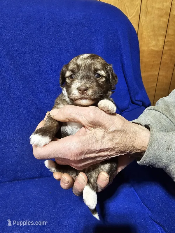 Toni – Havanese puppy for sale in Millersburg, IN