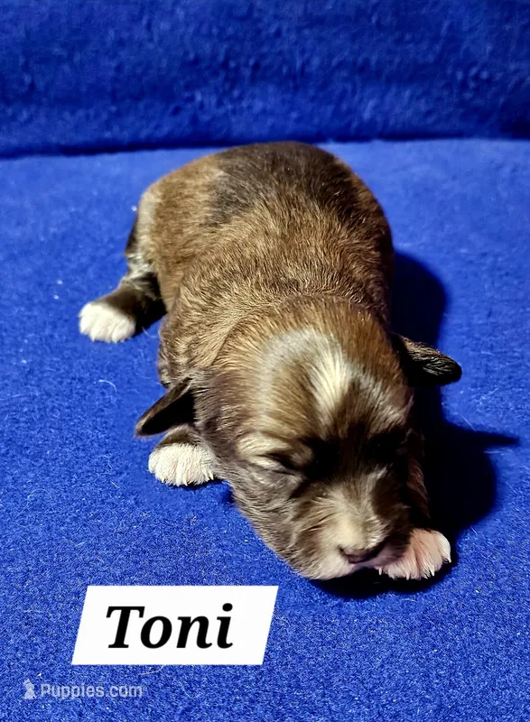 Toni – Havanese puppy for sale in Millersburg, IN