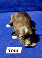 Toni, a male Havanese for sale in Millersburg, IN – Photo 1 of 3