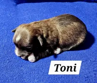 Toni, a male Havanese for sale in Millersburg, IN – Photo 3 of 3