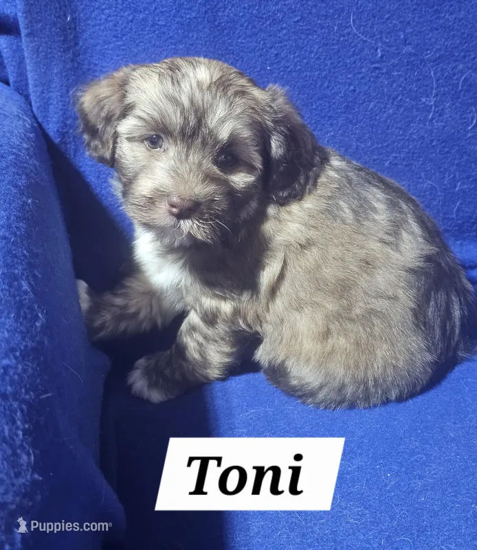 Toni – Havanese puppy for sale in Millersburg, IN