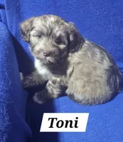 Toni, a female Havanese for sale in Millersburg, IN – 1 of 6