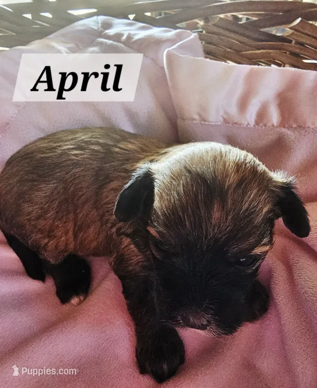 April, a female Havanese for sale in Millersburg, IN – 1 of 2