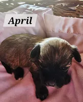April, a female Havanese for sale in Millersburg, IN – 1 of 2