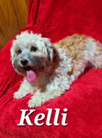 Traci, a female Havanese for sale in Millersburg, IN – Photo 5 of 5