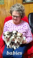 Traci, a female Havanese for sale in Millersburg, IN – Photo 3 of 5