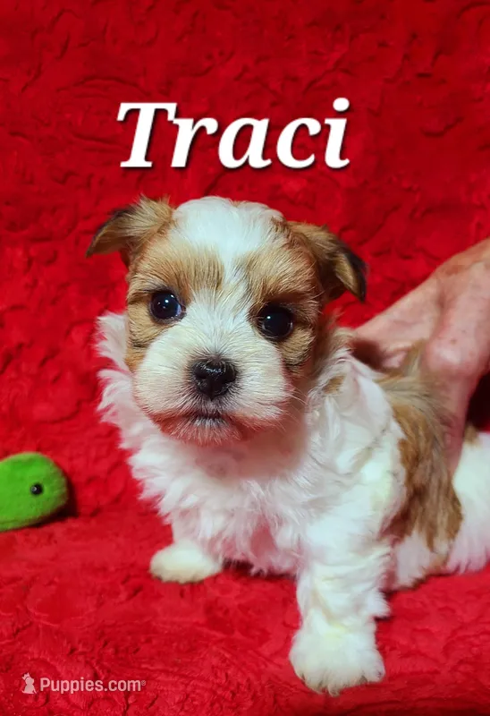 Traci