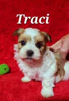 Traci, a female Havanese for sale in Millersburg, IN – Photo 1 of 5