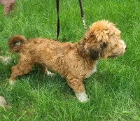 Traci, a female Havanese for sale in Millersburg, IN – Photo 4 of 5