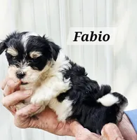 Fabio, a male Havanese for sale in Millersburg, IN – 2 of 3