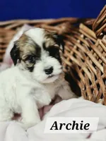 Archie, a male Havanese for sale in Millersburg, IN – 4 of 6