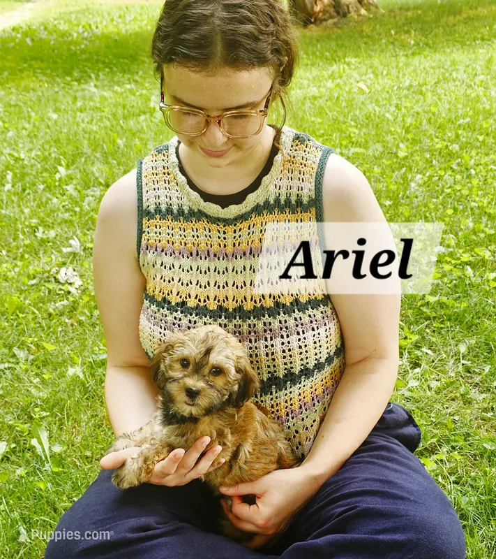 Ariel – Havanese puppy for sale in Millersburg, IN