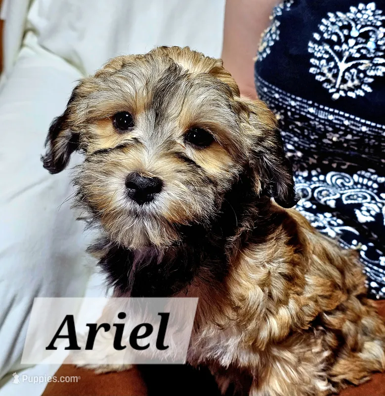 Ariel – Havanese puppy for sale in Millersburg, IN