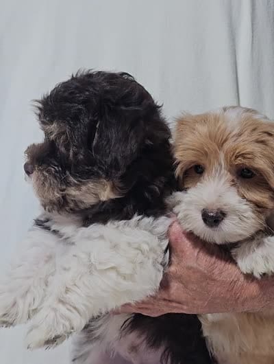 Fudge, a male Havanese for sale in Millersburg, IN – 4 of 4