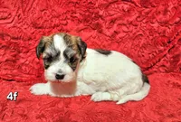 Rosie, a female Havanese for sale in Millersburg, IN – Photo 4 of 8
