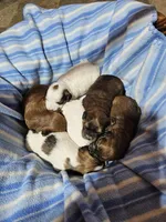 Rosie, a female Havanese for sale in Millersburg, IN – Photo 6 of 8