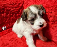 Rosie, a female Havanese for sale in Millersburg, IN – Photo 3 of 8