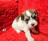 Rosie, a female Havanese for sale in Millersburg, IN – Photo 2 of 8