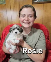 Rosie, a female Havanese for sale in Millersburg, IN – Photo 1 of 8