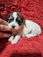 Rosie, a female Havanese for sale in Millersburg, IN – Photo 5 of 8