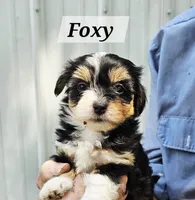 Foxy, a female Havanese for sale in Millersburg, IN – 3 of 4