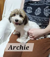 Archie, a male Havanese for sale in Millersburg, IN – 3 of 10
