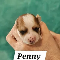 Penny, a female Havanese for sale in Millersburg, IN – Photo 5 of 6