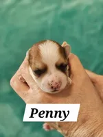 Penny, a female Havanese for sale in Millersburg, IN – Photo 5 of 6