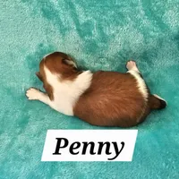 Penny, a female Havanese for sale in Millersburg, IN – Photo 6 of 6