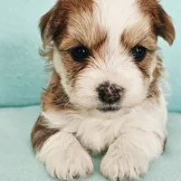 Penny, a female Havanese for sale in Millersburg, IN – Photo 3 of 6