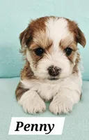 Penny, a female Havanese for sale in Millersburg, IN – Photo 3 of 6