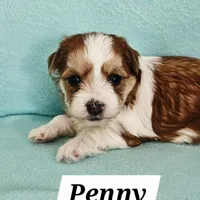 Penny, a female Havanese for sale in Millersburg, IN – Photo 4 of 6